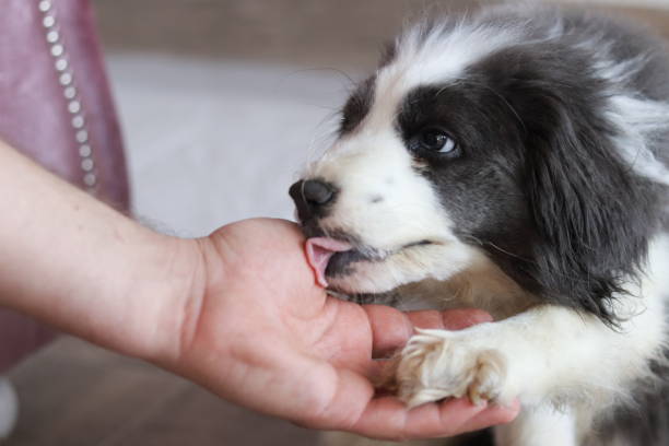 istock Dog and friendship 1322363876