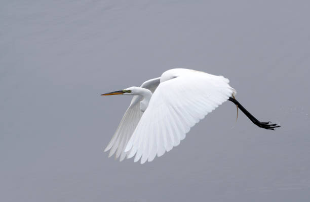 istock Great Egret Flying Over Bolsa Chica Wetlands 1322364285