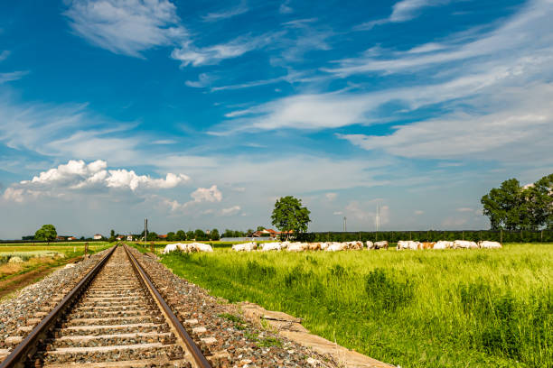 At the foot of Monviso, along the banks of the Po river, agriculture is the main source of income for the territory