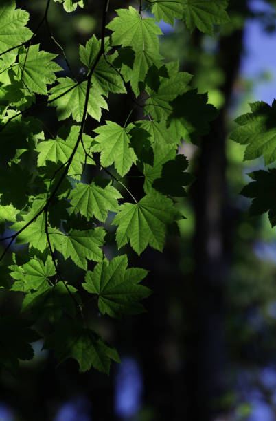 istock Back Lit Vine Maple Leaves in a Canadian Forest 1322365627