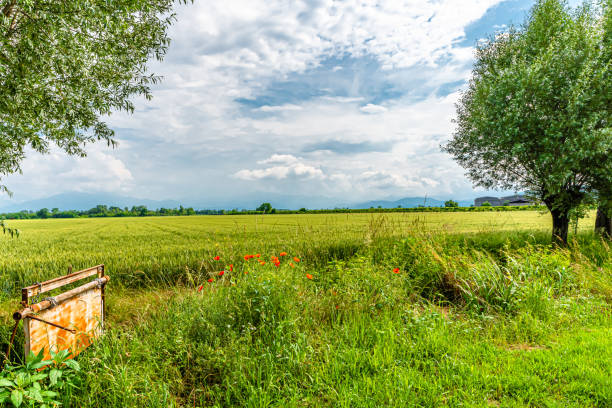 primavera no interior do piemontese - padan plain - fotografias e filmes do acervo