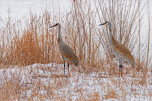 A Pair of Sandhill Cranes in the snow and grasses on the MIssissippi Flyway near Savannah, Illinois