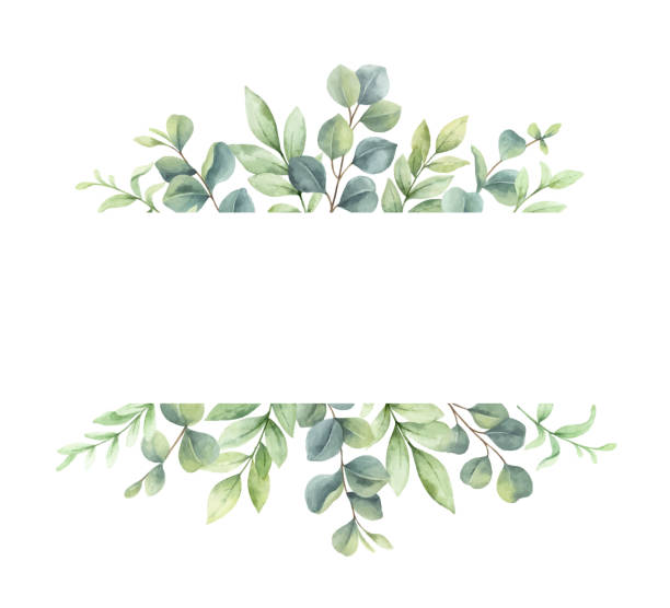 illustrations, cliparts, dessins animés et icônes de couronne vectorielle aquarelle de branches vertes et de feuilles isolées sur fond blanc. illustration peinte à la main de fleur pour les cartes de vœux, les invitations de mariage, la bannière avec un espace pour le texte et plus encore. - eucalyptus