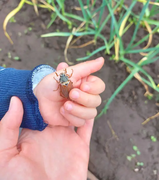 Photo of the child holds a Chafer in his palm. the kid explores nature, catches insects. childhood, learns the world around. child development.