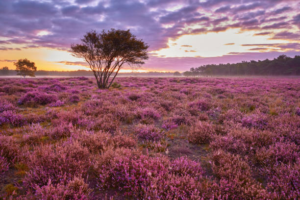 istock Blossoming heather at sunrise 1322371433