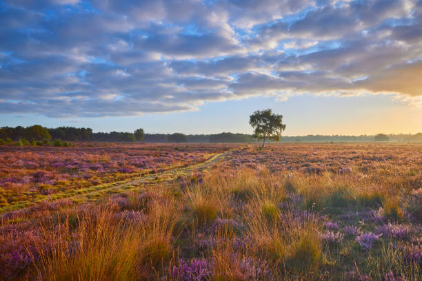 istock Blossoming heather at sunrise 1322371491