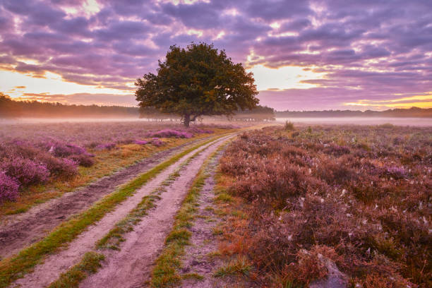 istock Blossoming heather at sunrise 1322371687