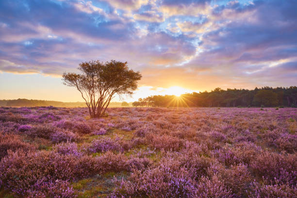 istock Blossoming heather at sunrise 1322371823