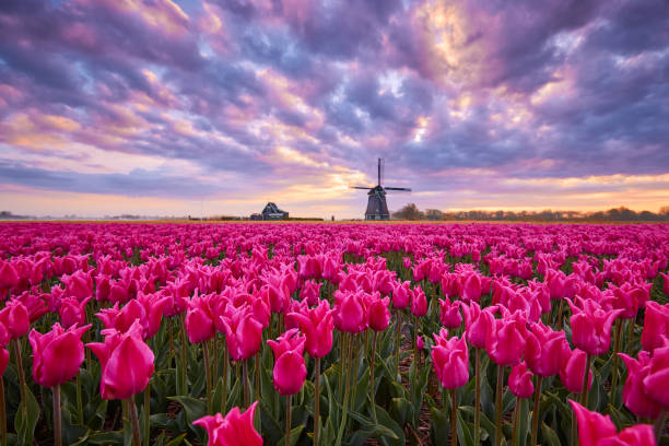 istock Tulips and windmill during sunrise 1322371947
