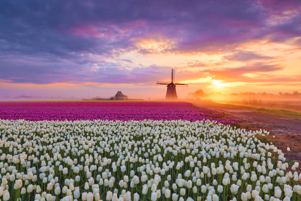 тюльпаны и ветряная мельница во время восхода солнца - tulip windmill field flower стоковые фото и изображения