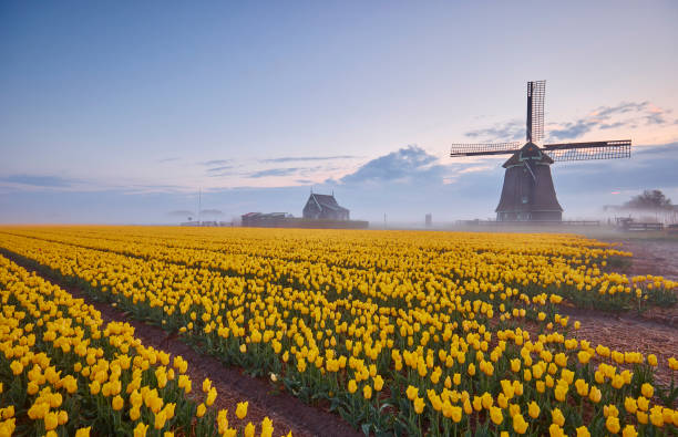 istock Tulips and windmill during sunrise 1322372517
