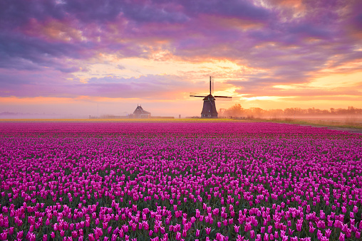 A field of pink and yellow blossoming tulips during sunrise. In the far background you can see an old fashioned windmill. The sky is filled with clouds but you can see some orange through them caused by the rising sun. On some places is a layer of fog over the flowers.