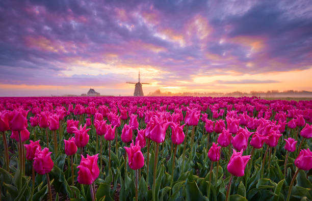 일출 중 튤립과 풍차 - tranquil scene windmill netherlands dutch culture 뉴스 사진 이미지