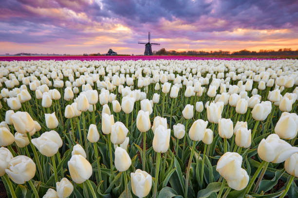 Free Stock Photo of Tulip field with dramatic cloudy sky | Download ...