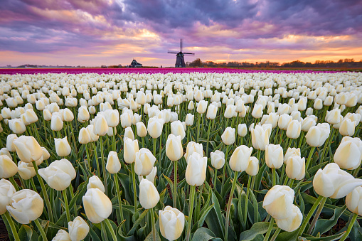 A field of pink and white blossoming tulips during sunrise. In the far background you can see an old fashioned windmill. The sky is filled with clouds but you can see some orange through them caused by the rising sun.