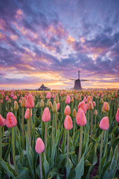 тюльпаны и ветряная мельница во время восхода солнца - tulip windmill field flower стоковые фото и изображения