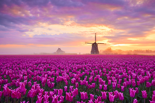 A field of pink blossoming tulips during sunrise. In the far background you can see an old fashioned windmill. The sky is filled with clouds but you can see some orange through them caused by the rising sun.