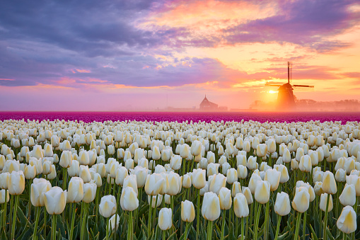 A field of pink and white blossoming tulips during sunrise. In the far background you can see an old fashioned windmill. The sky is filled with clouds but you can see some orange through them caused by the rising sun.