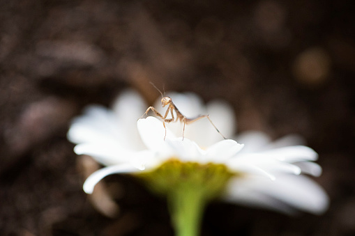 A close up of a newly hatched praying mantis on a daisy.