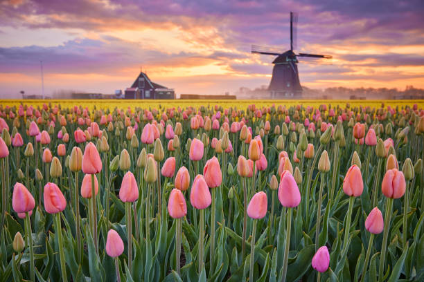 istock Tulips and windmill during sunrise 1322372932