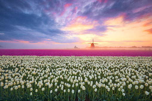 A field of pink and white blossoming tulips during sunrise. In the far background you can see an old fashioned windmill. The sky is filled with clouds but you can see some orange through them caused by the rising sun.