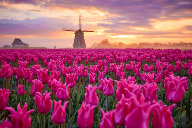 istock Tulips and windmill during sunrise 1322373151
