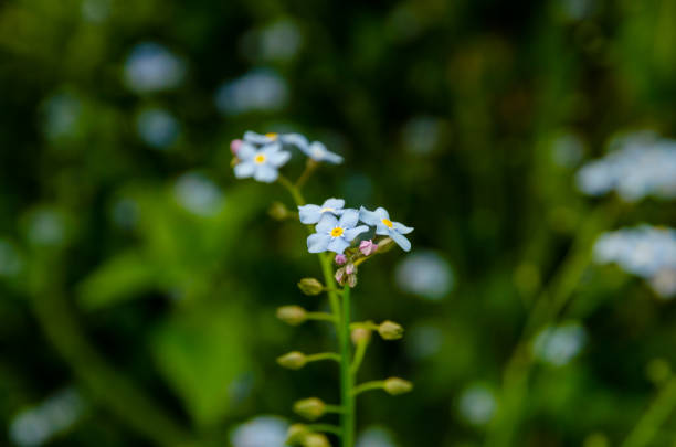 istock Purple forget me not flower 1322373170