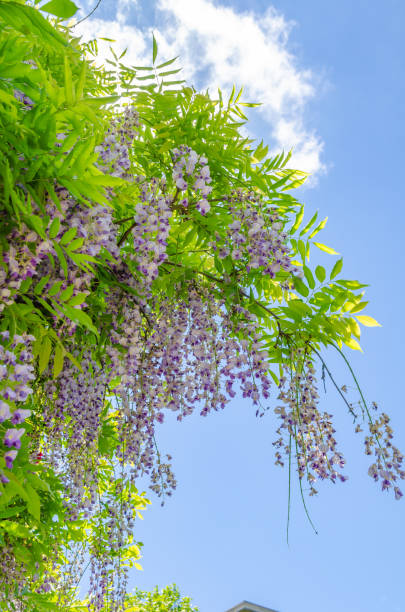 istock Purple wisteria flowers in spring 1322373235