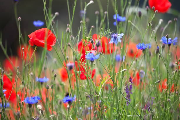 istock Poppies and blueberries 1322376939