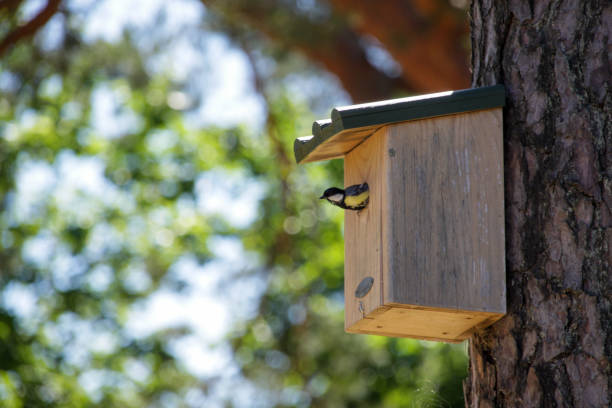 mésange charbonnière nicher dans un nichoir - birdhouse photos et images de collection