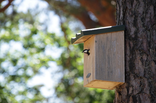 A Great Tit nesting in a nestingbox on a tree