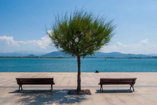 istock Two seats separated by a tree with sea views 1322377604
