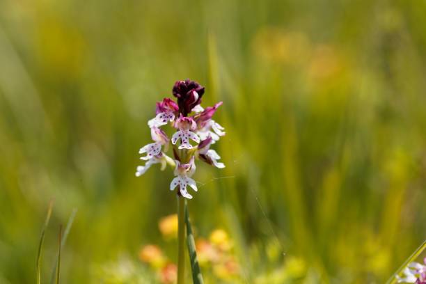 Burnt orchid, Neotinea ustulata Flower of the burnt orchid, Neotinea ustulata orchis ustulata stock pictures, royalty-free photos & images