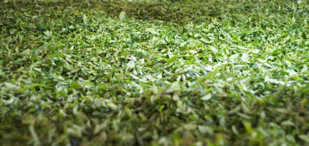 istock Green tea leaves drying in a factory 1322379504