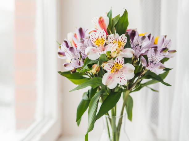 Colorful Alstroemeria flowers in glass vase on window sill. Natural spring background with white and violet flowers. stock photo