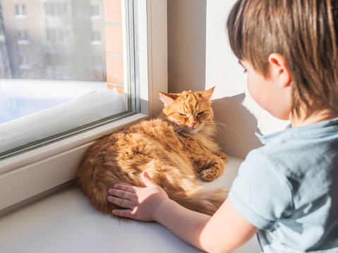 Toddler strokes sleepy ginger cat. Little boy touches cute fluffy pet. Kid and domestic animal on windowsill. Winter season at cozy home.
