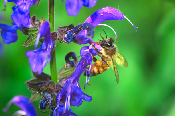 istock A bee sucks nectar on a flower Salvia Pratensis 1322380265