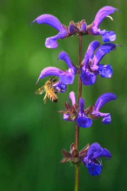 A bee collects nectar from delicate blossoms in a late autumn garden. The soft focus background and warm tones capture the harmony of nature and pollinators during the fall season.