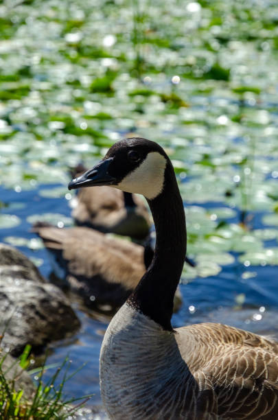 istock Goose at the Deer Lake Park 1322380406