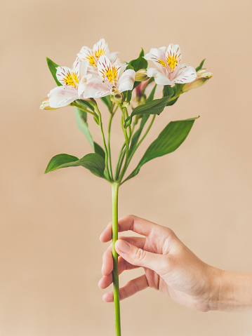 Mujer sostiene flor blanca de alstroemeria. Planta de floración fresca sobre fondo beige. Frágil flor de primavera. photo