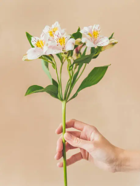 Woman holds white alstroemeria flower. Fresh blooming plant on beige background. Fragile spring flower.