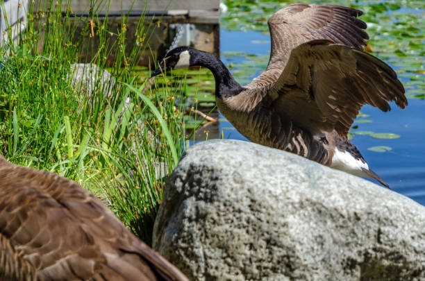 istock Goose at the Deer Lake Park 1322380742