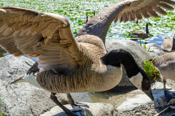 istock Goose at the Deer Lake Park 1322381416