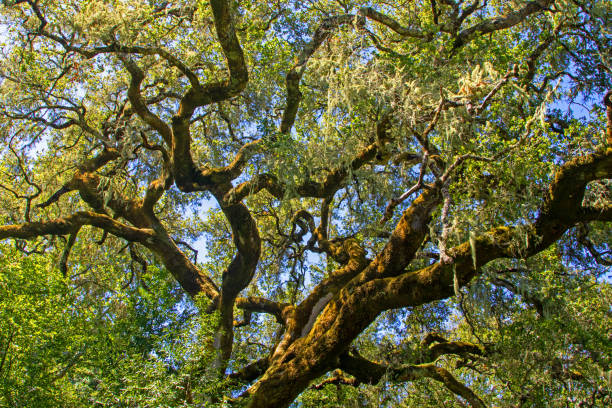 Coast Live Oak coast live oak with moss and lace lichen, Carmel Valley, CA live oak tree stock pictures, royalty-free photos & images