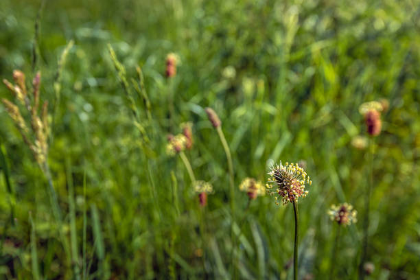 Closeup of decoratively flowering ribwort plantain plant in its natural habitat. The photo was taken in a Dutch nature reserve on a beautiful day in the spring season.