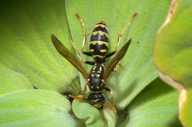 istock Macrophotograph of a beautiful wasp 1322383160