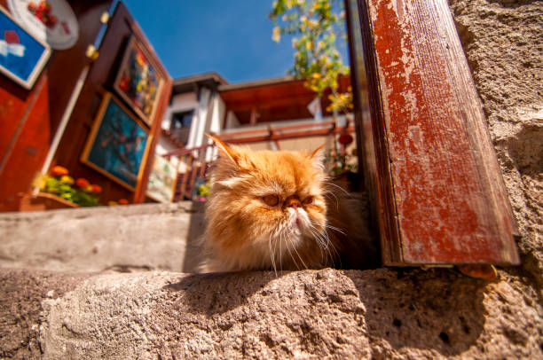 A large beige British cat is lying on the floor. Pedigreed animals