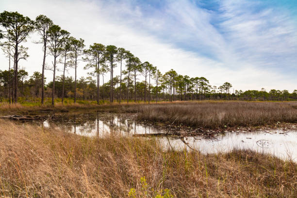 istock Florida nature preserve 1322391134