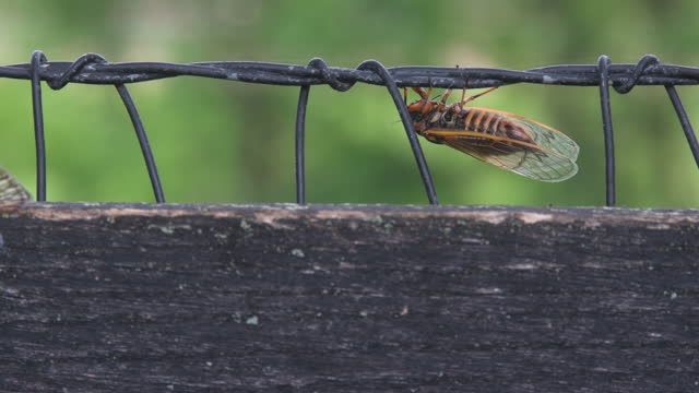 Cicadas Marching on a Fence Rail