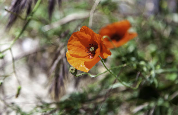 istock Poppies in garden 1322392750